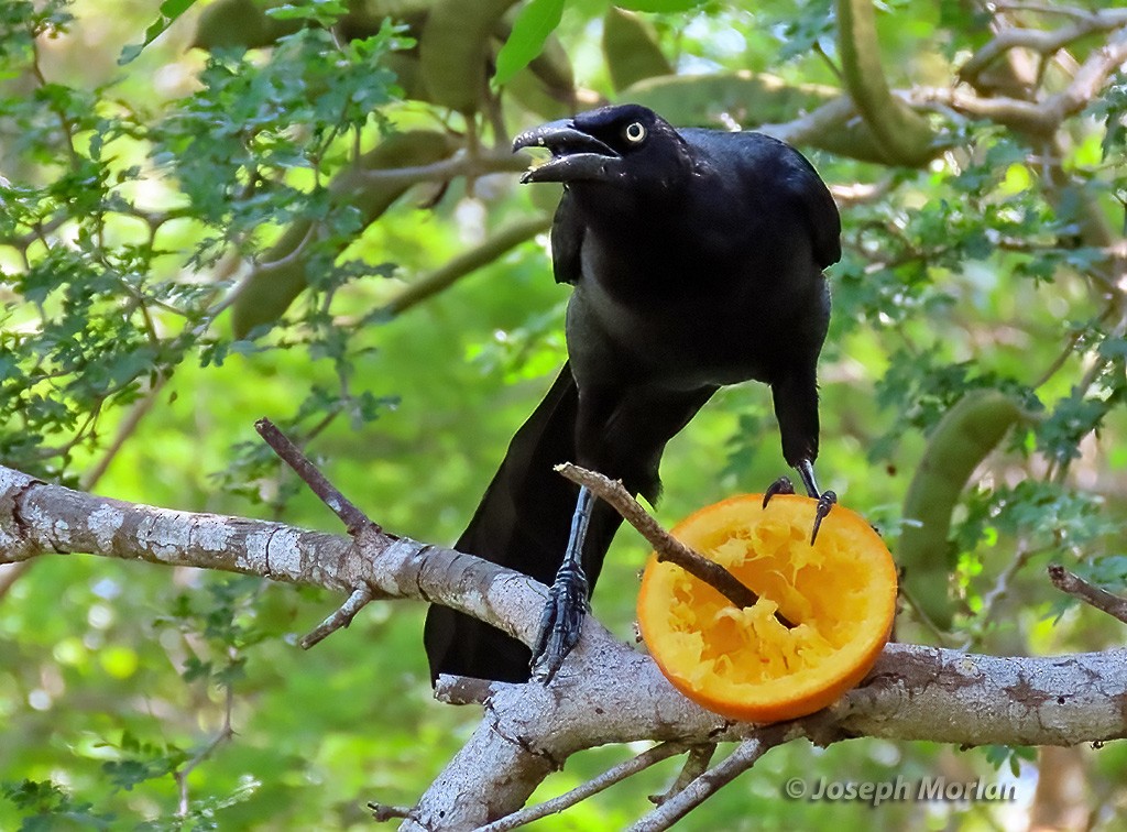 Great-tailed Grackle - ML618677014