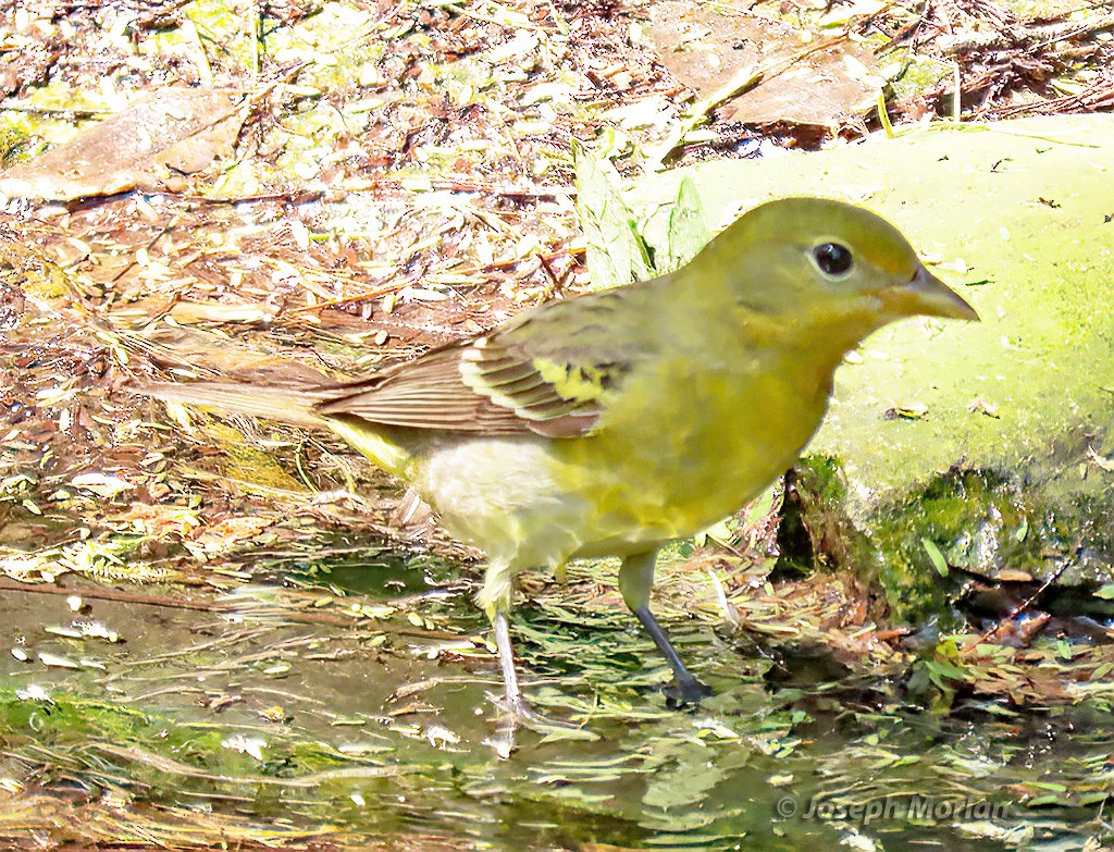 Western Tanager - ML618677022