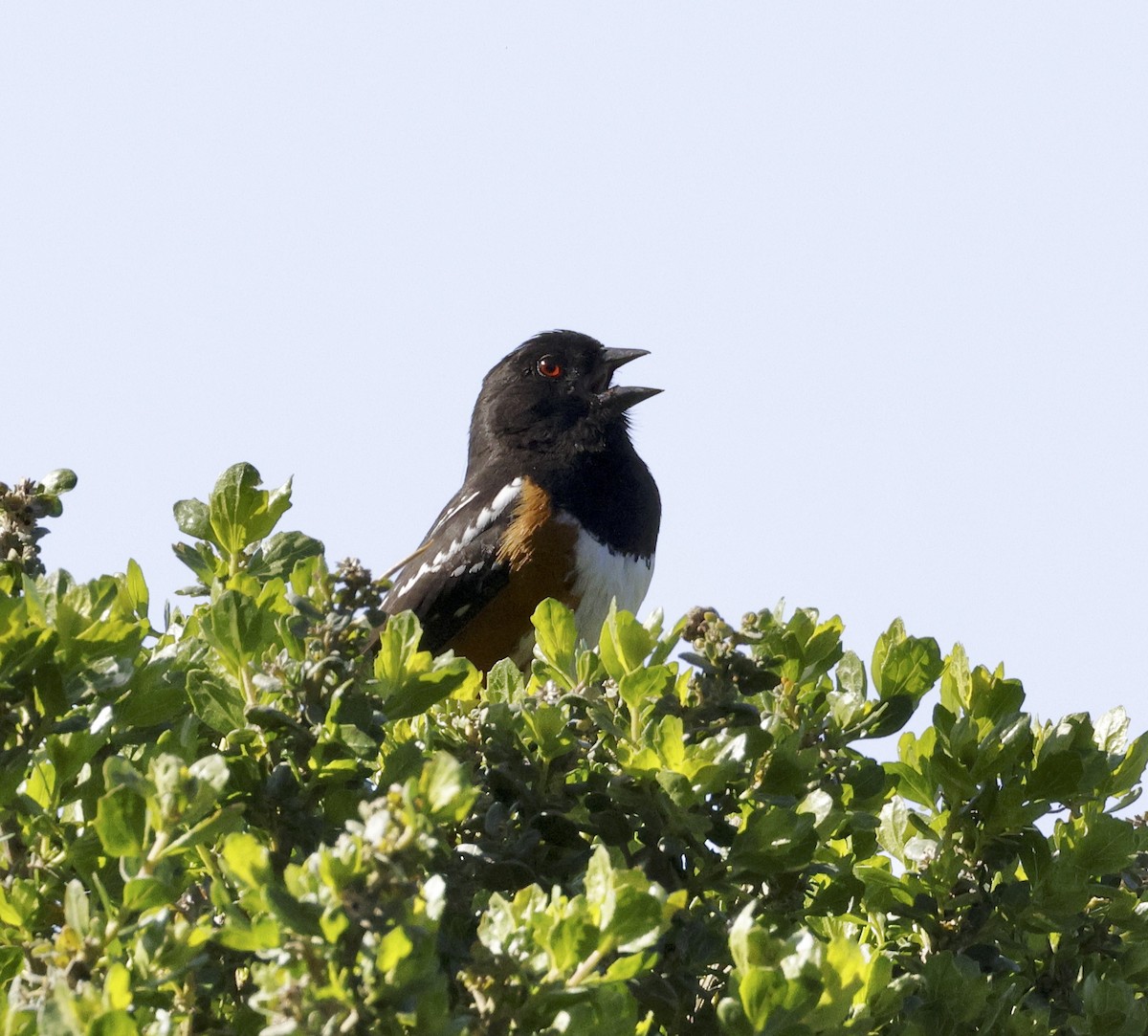 Spotted Towhee - ML618677039