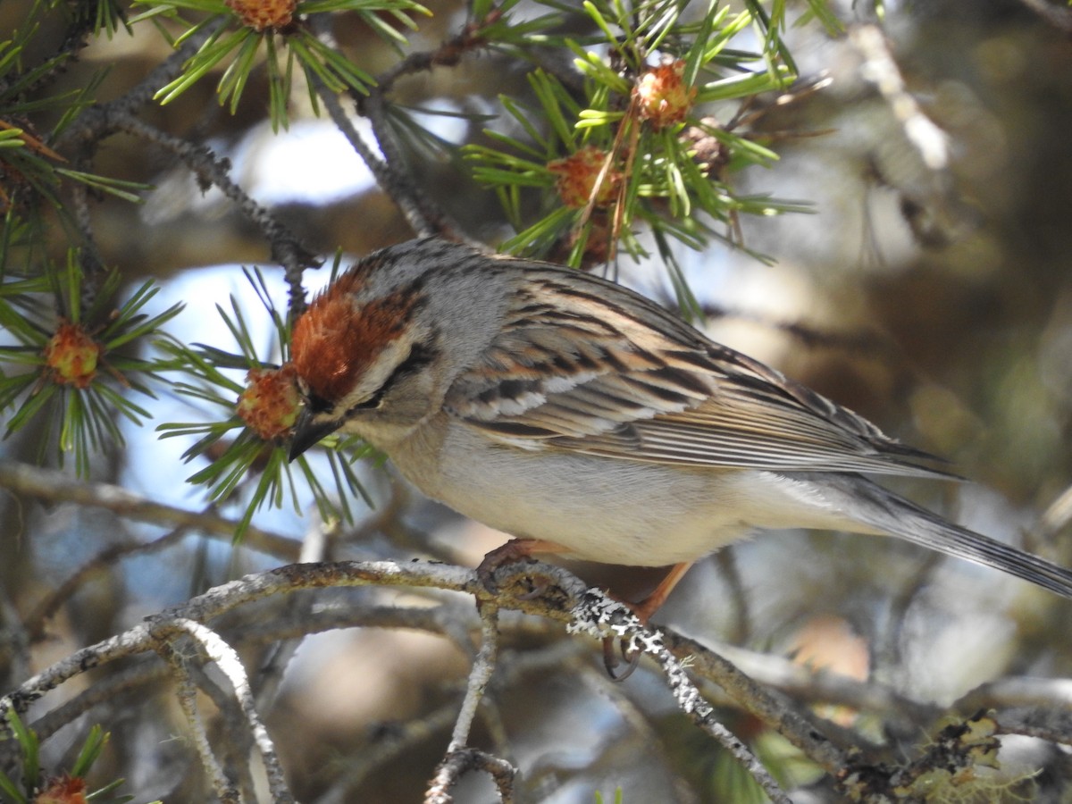 Chipping Sparrow - Peter Erickson