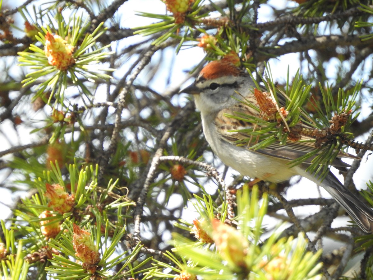 Chipping Sparrow - ML618677059