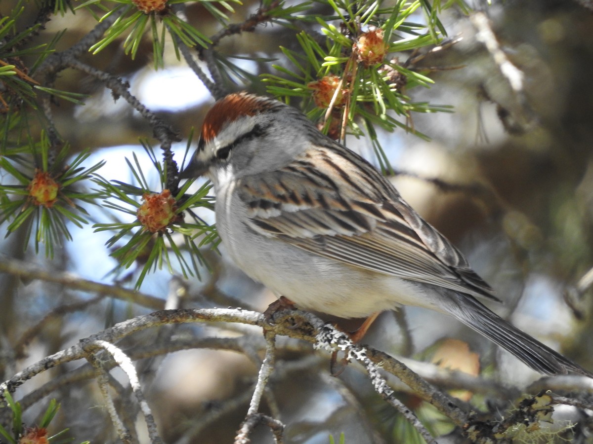 Chipping Sparrow - ML618677060