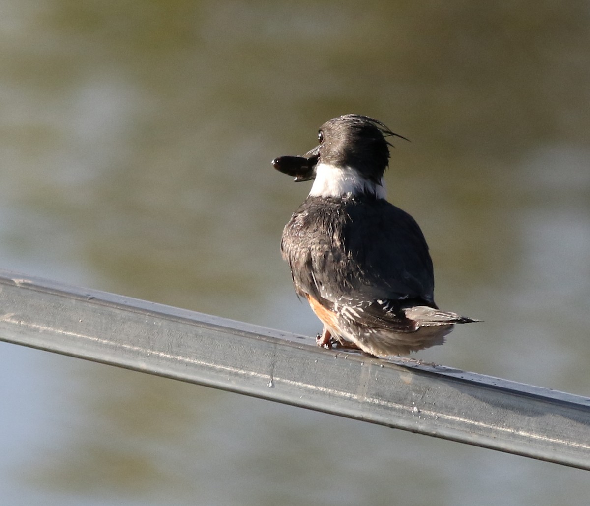 Belted Kingfisher - ML618677061