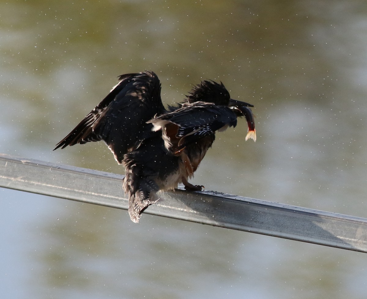 Belted Kingfisher - ML618677064