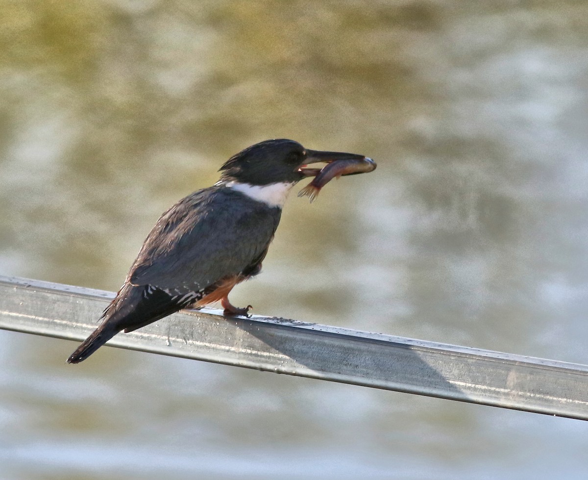 Belted Kingfisher - ML618677065