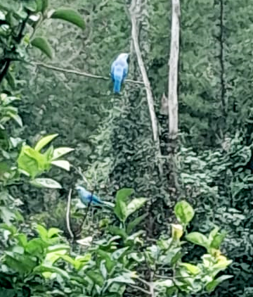 Blue-gray Tanager - ML618677069