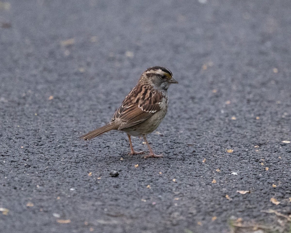 White-throated Sparrow - ML618677070