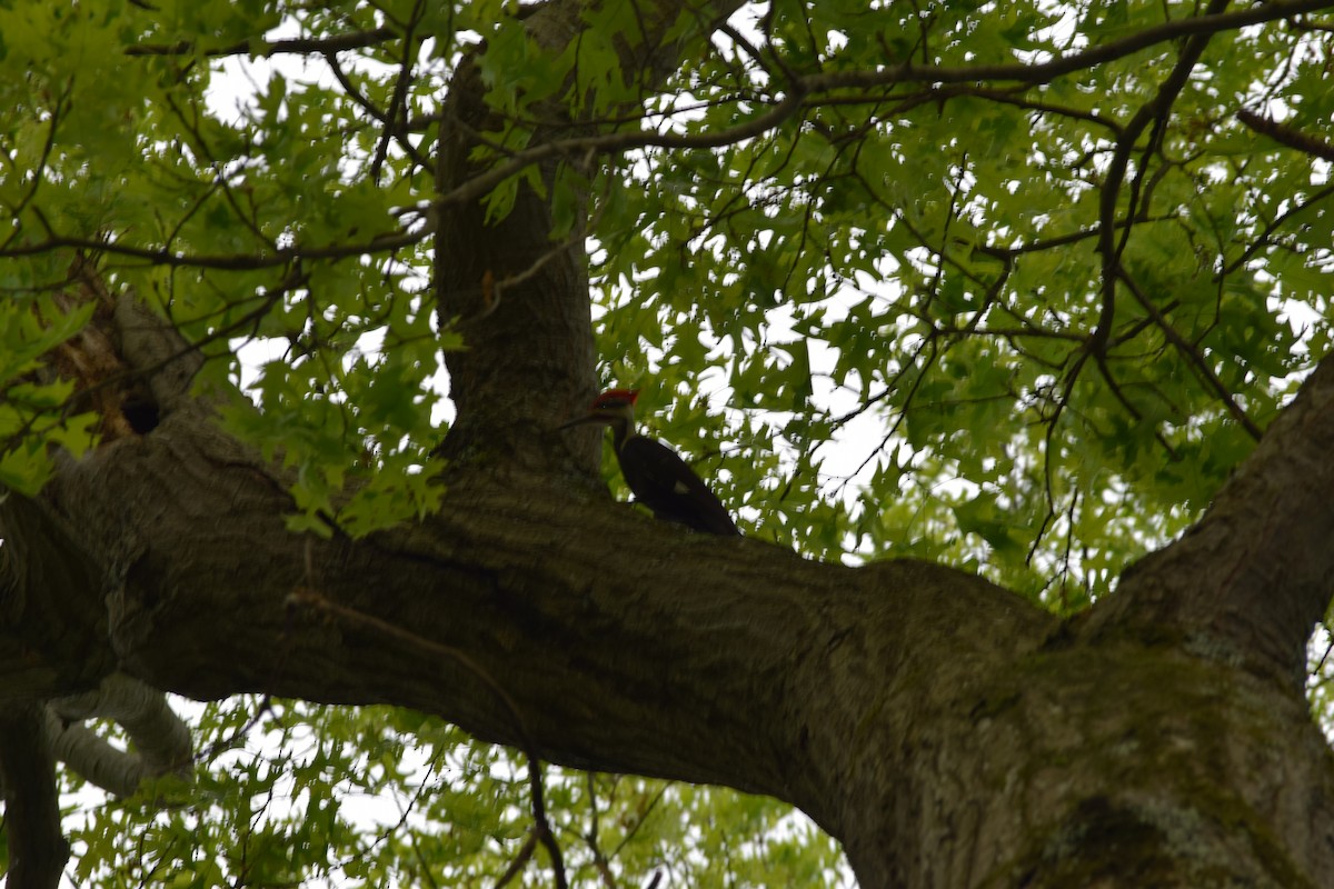 Pileated Woodpecker - ML618677076
