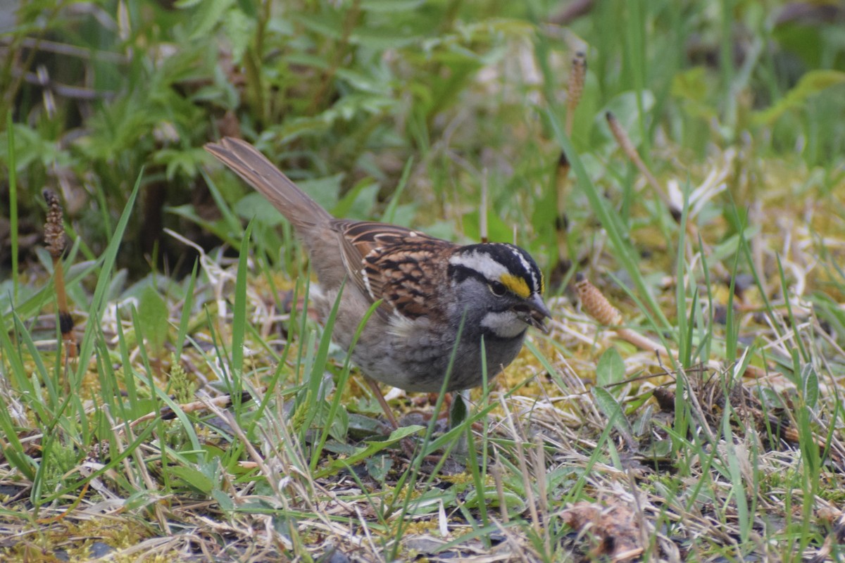 White-throated Sparrow - ML618677158