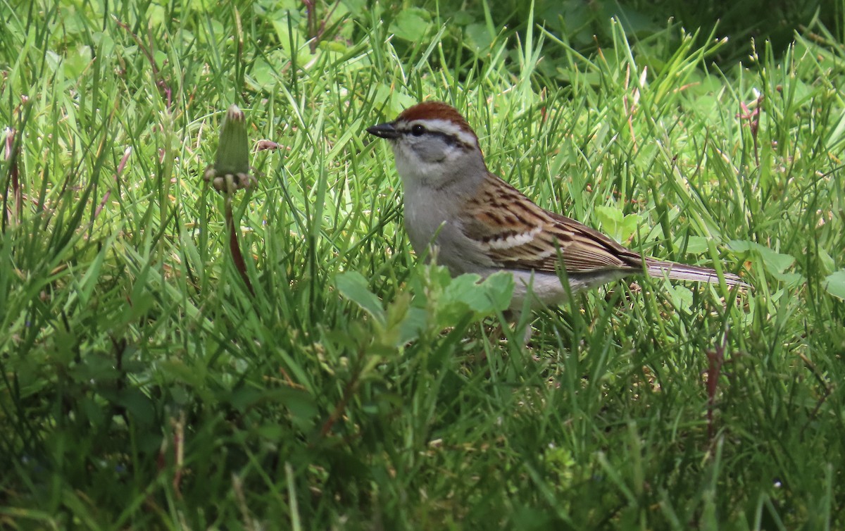 Chipping Sparrow - ML618677168