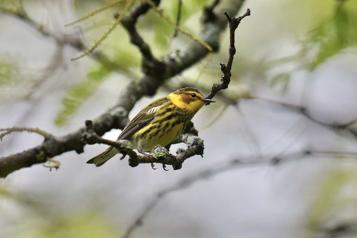Cape May Warbler - ML618677199