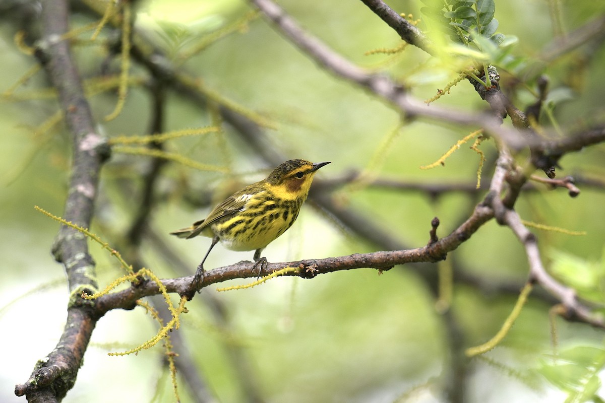 Cape May Warbler - ML618677200