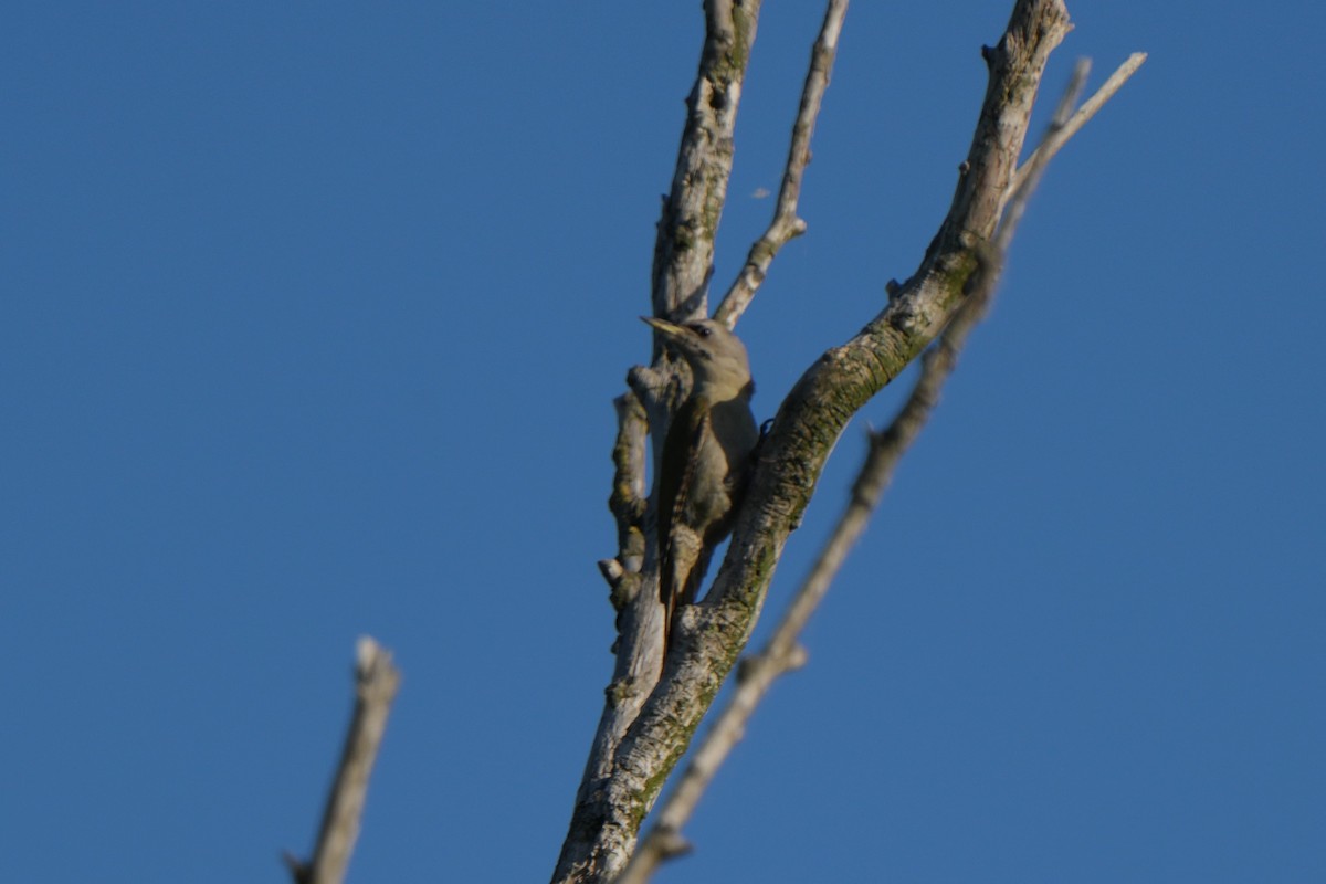 Gray-headed Woodpecker - ML618677208