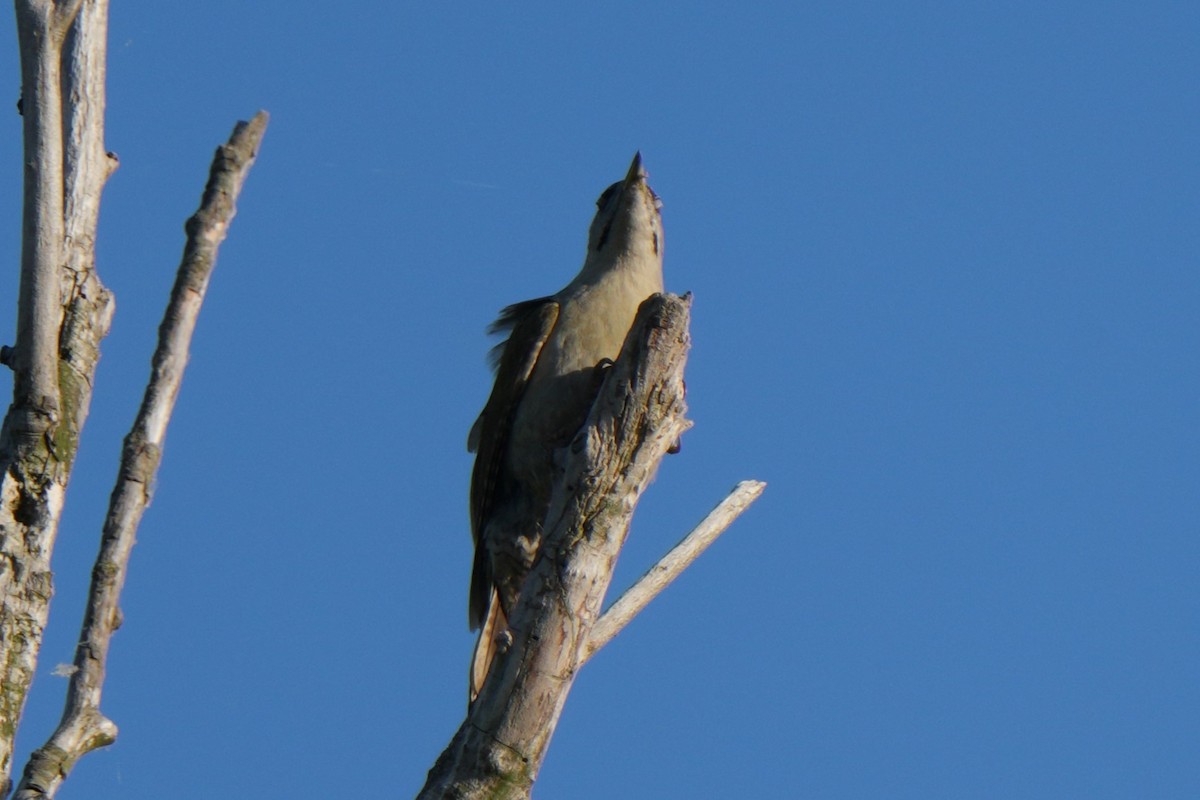 Gray-headed Woodpecker - ML618677209