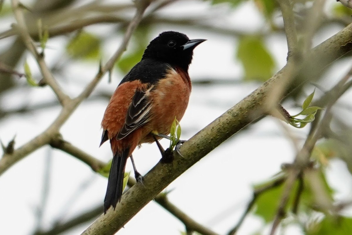 Orchard Oriole - ML618677211