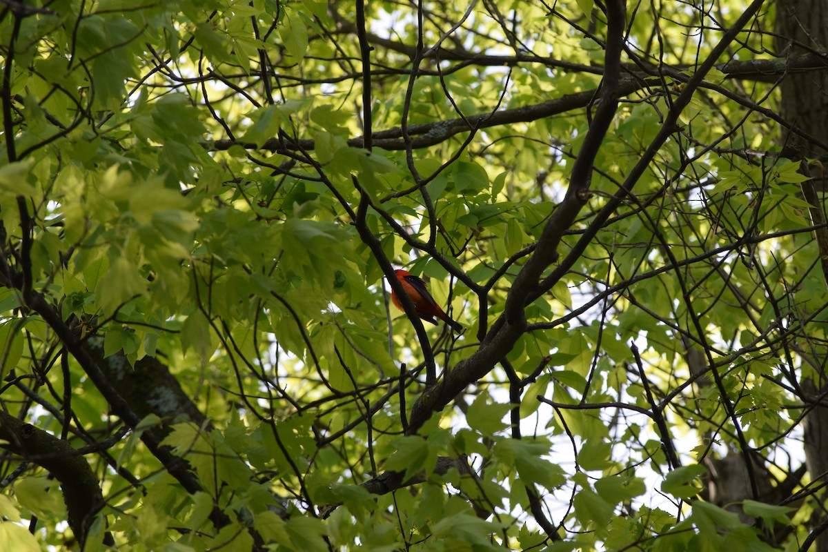 Scarlet Tanager - ML618677233