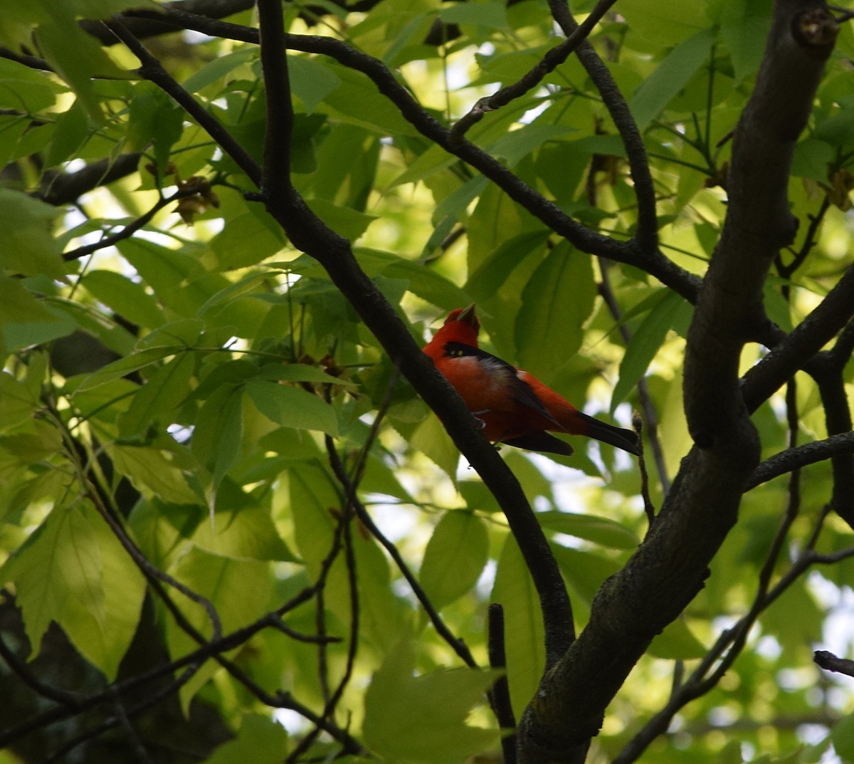 Scarlet Tanager - ML618677237