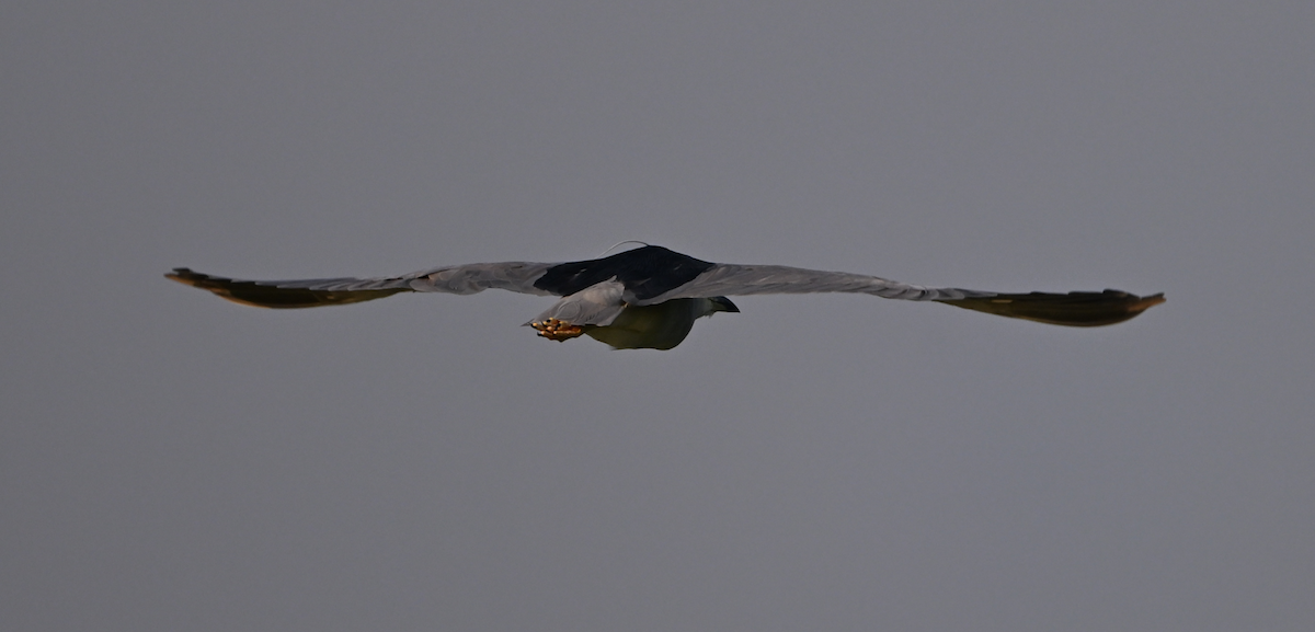 Black-crowned Night Heron - ML618677255