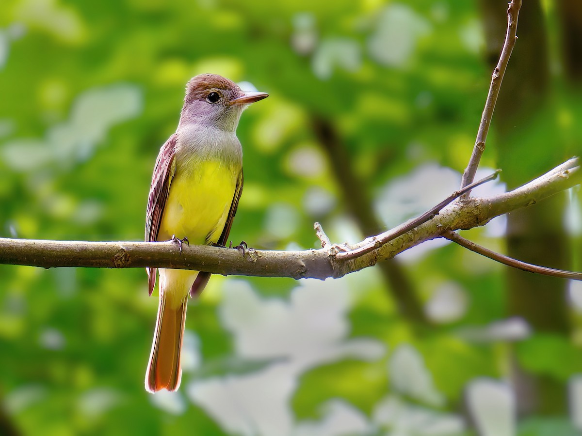 Great Crested Flycatcher - ML618677258