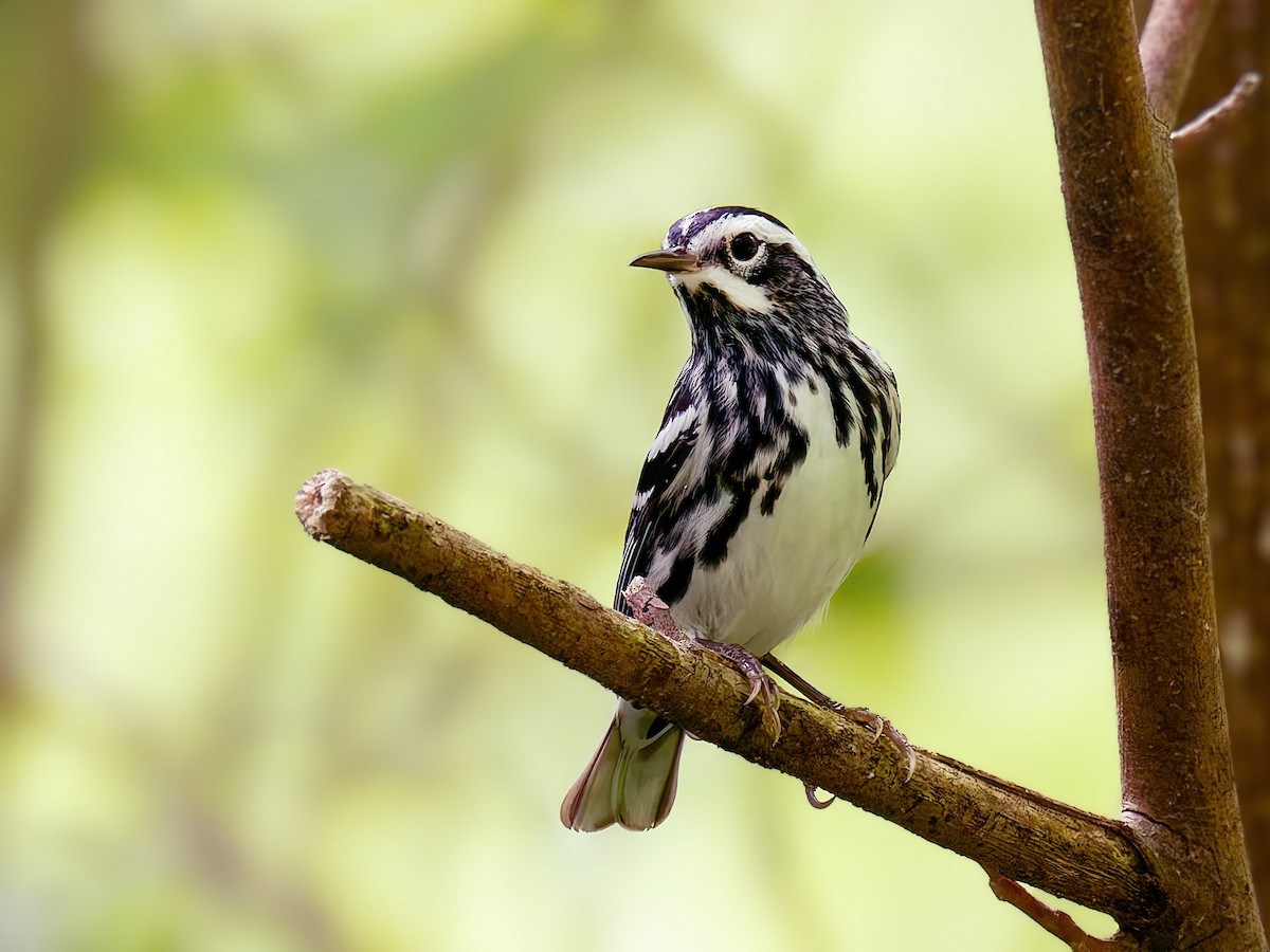 Black-and-white Warbler - ML618677288