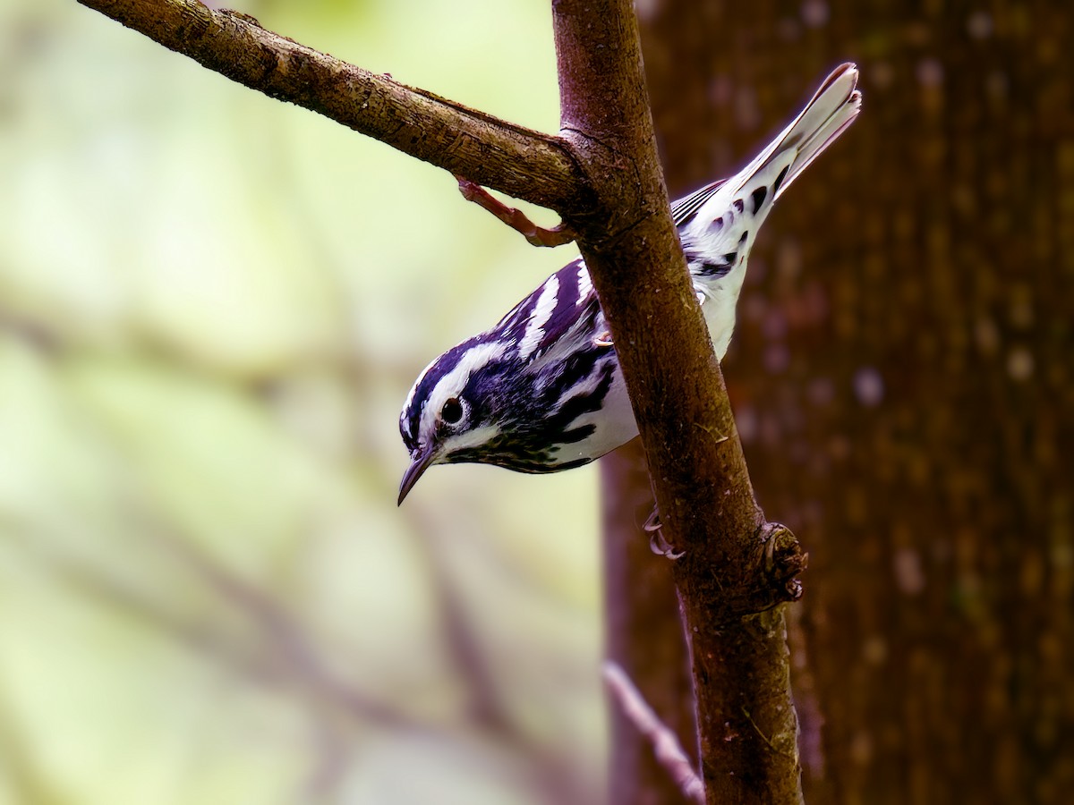 Black-and-white Warbler - ML618677289