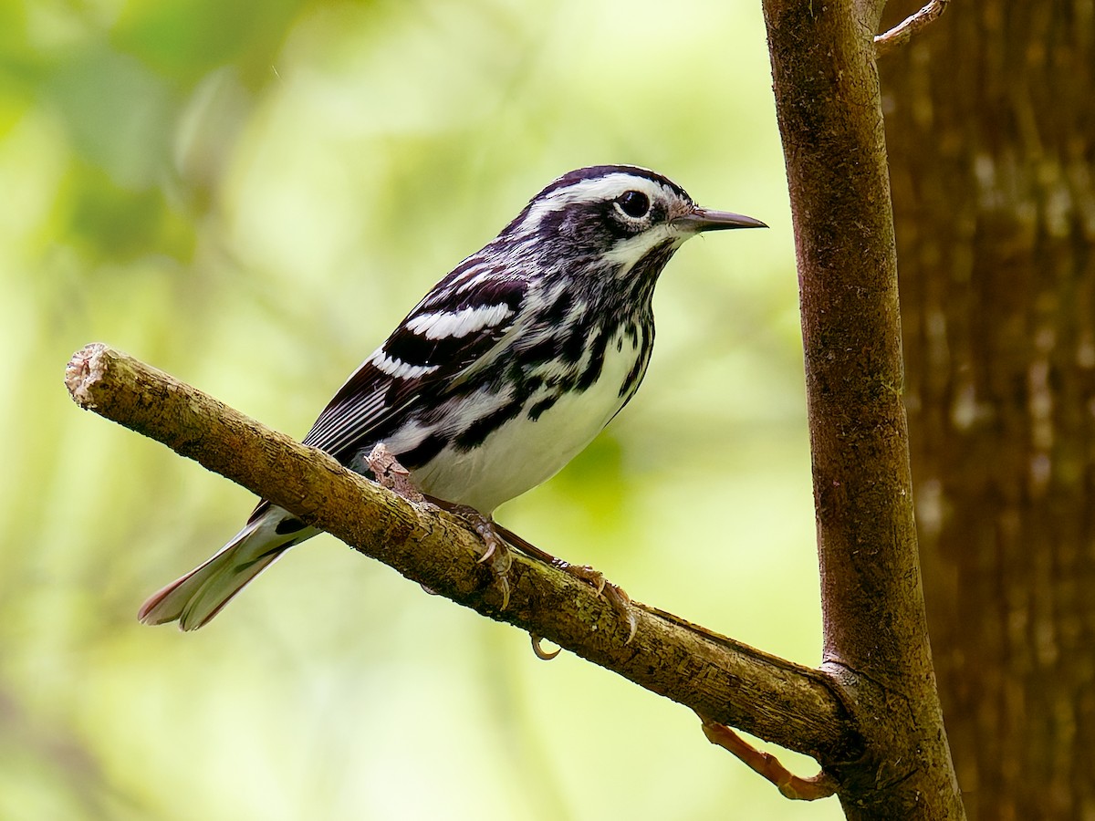 Black-and-white Warbler - ML618677290
