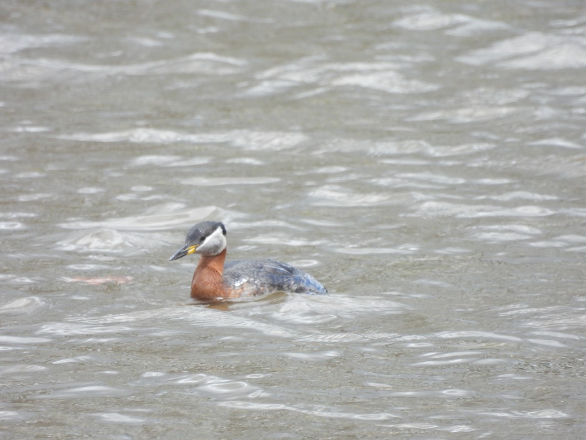 Red-necked Grebe - ML618677303