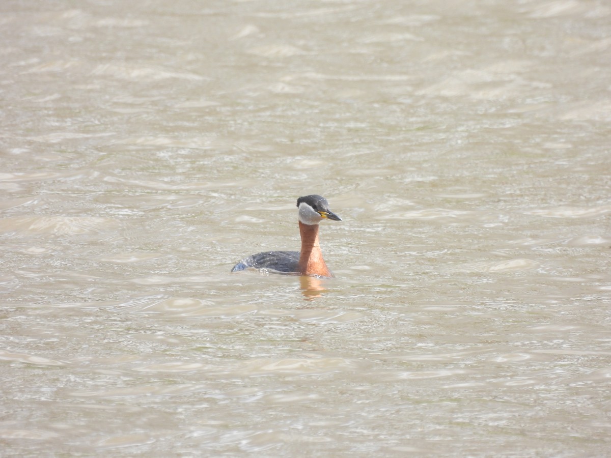 Red-necked Grebe - ML618677304