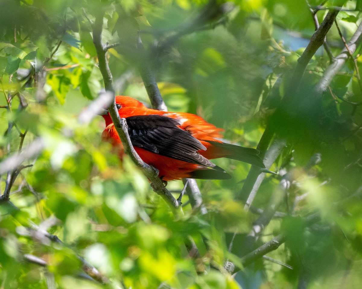 Scarlet Tanager - ML618677371