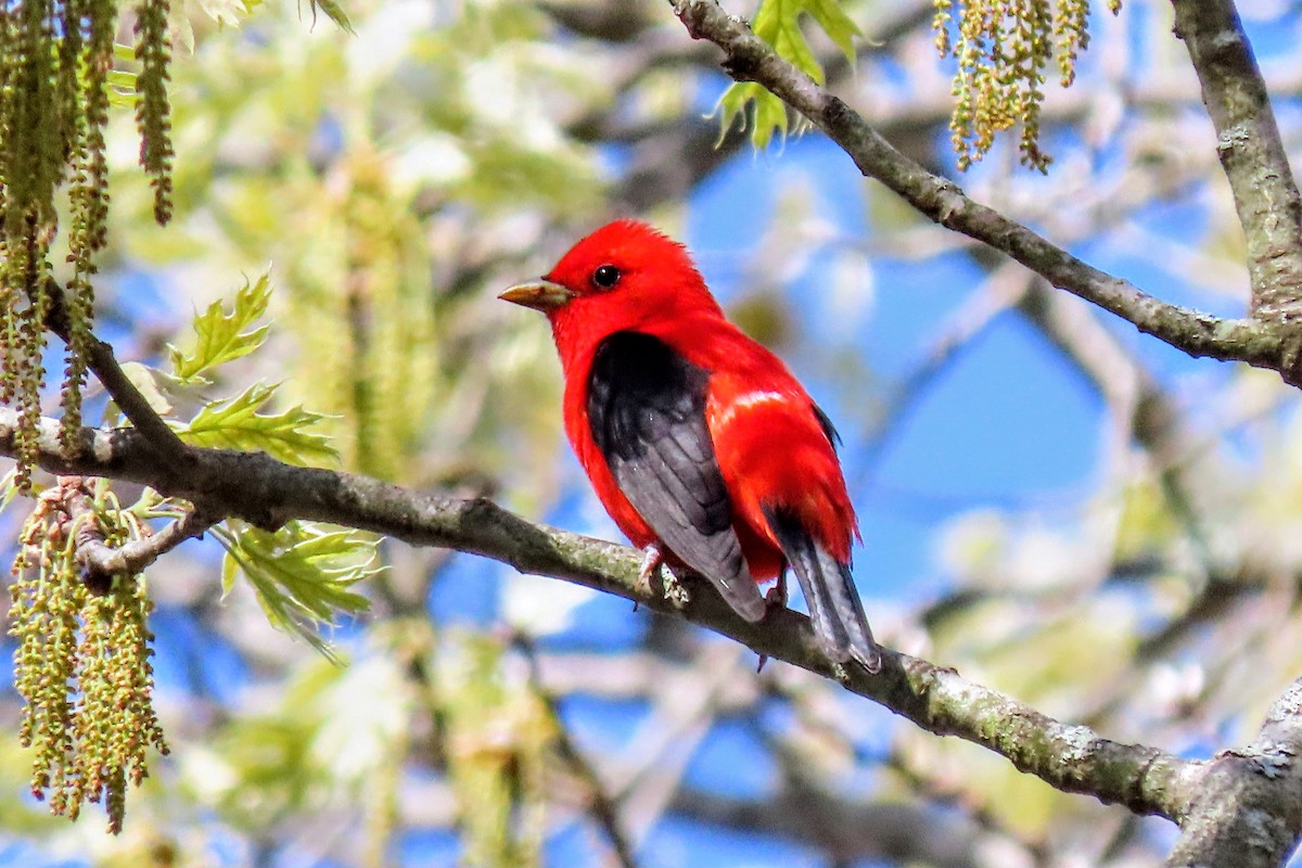 Scarlet Tanager - ML618677383