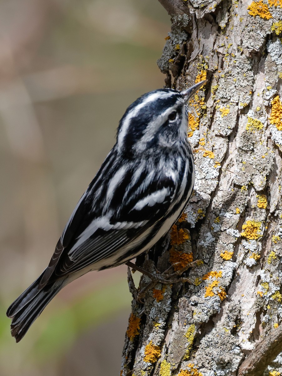 Black-and-white Warbler - ML618677384