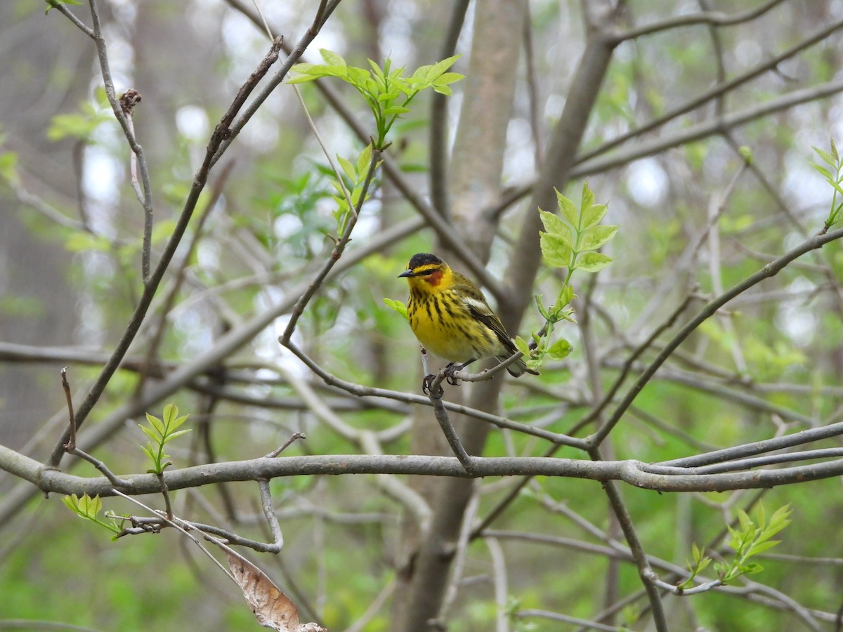Cape May Warbler - ML618677411