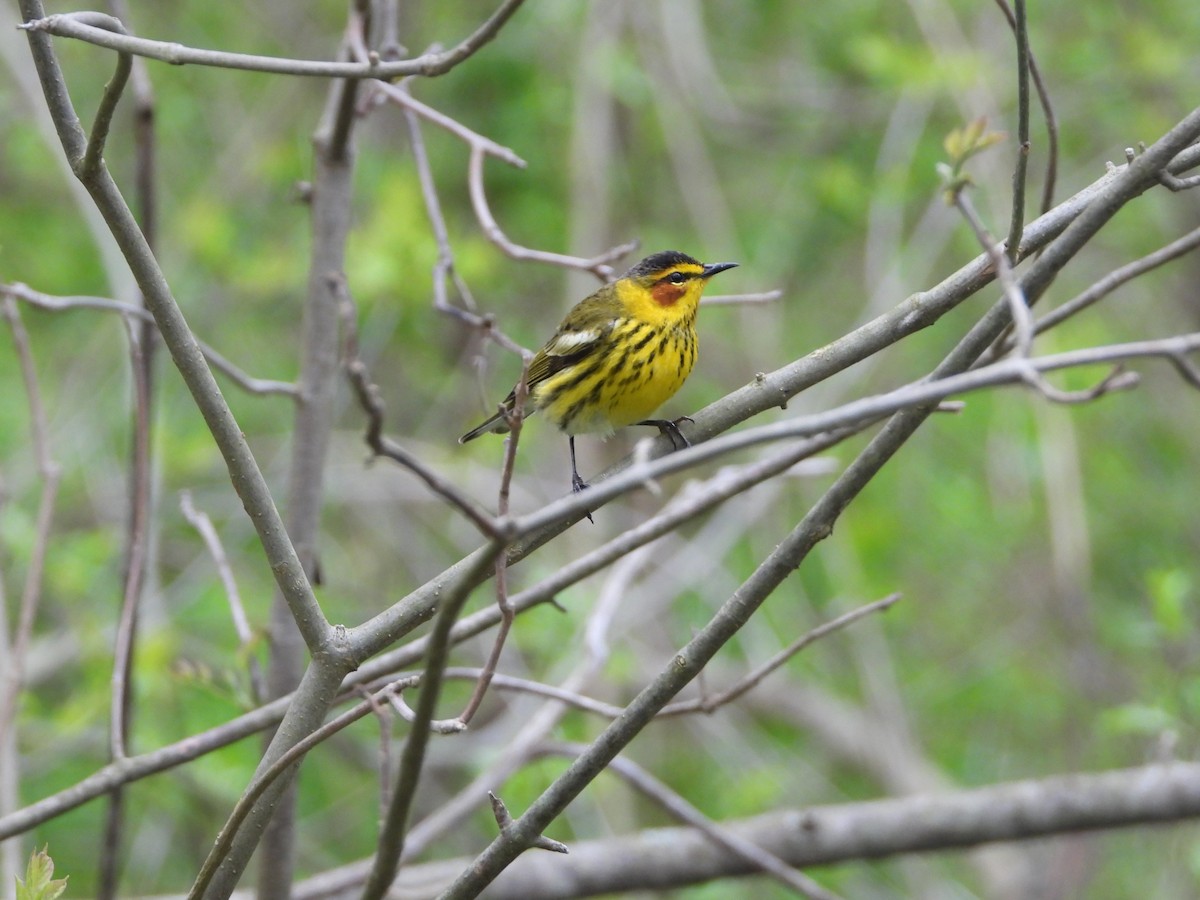 Cape May Warbler - ML618677416