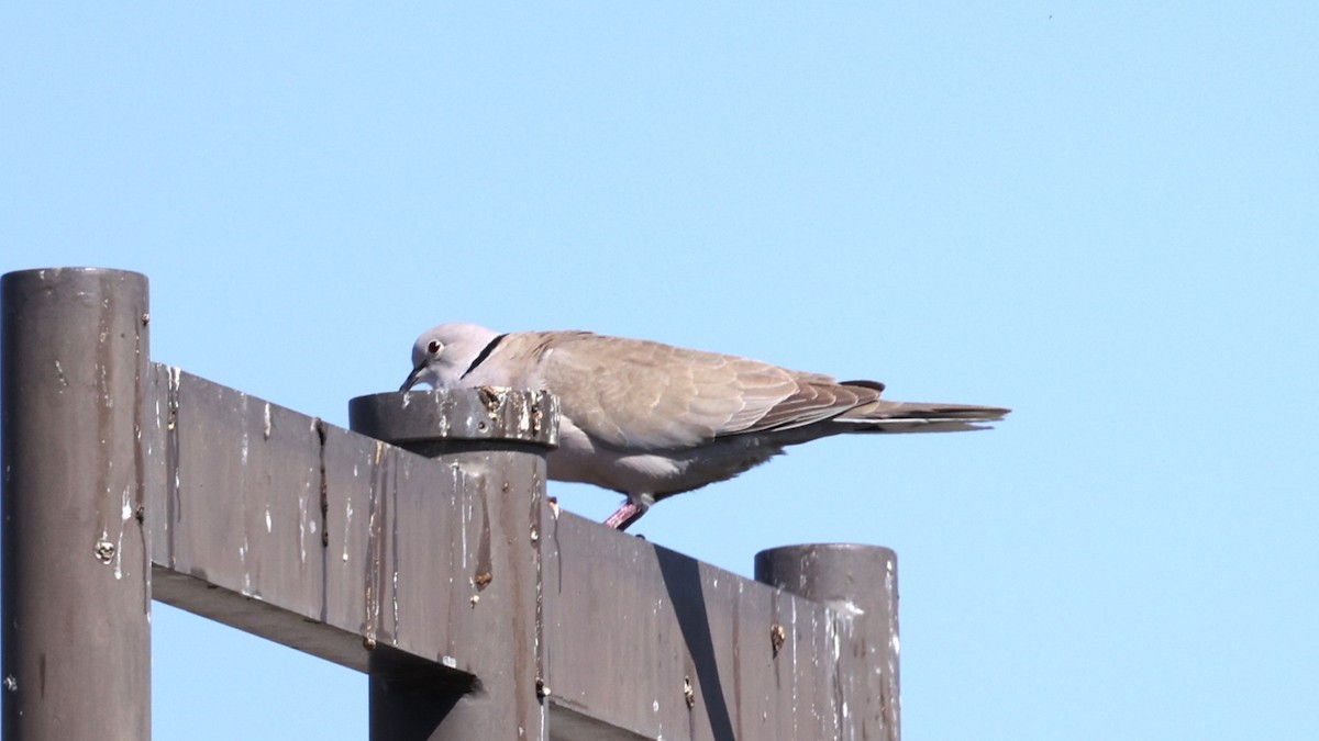 Eurasian Collared-Dove - ML618677419