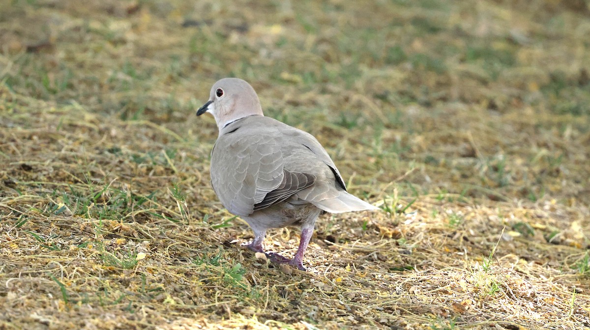 Eurasian Collared-Dove - ML618677421