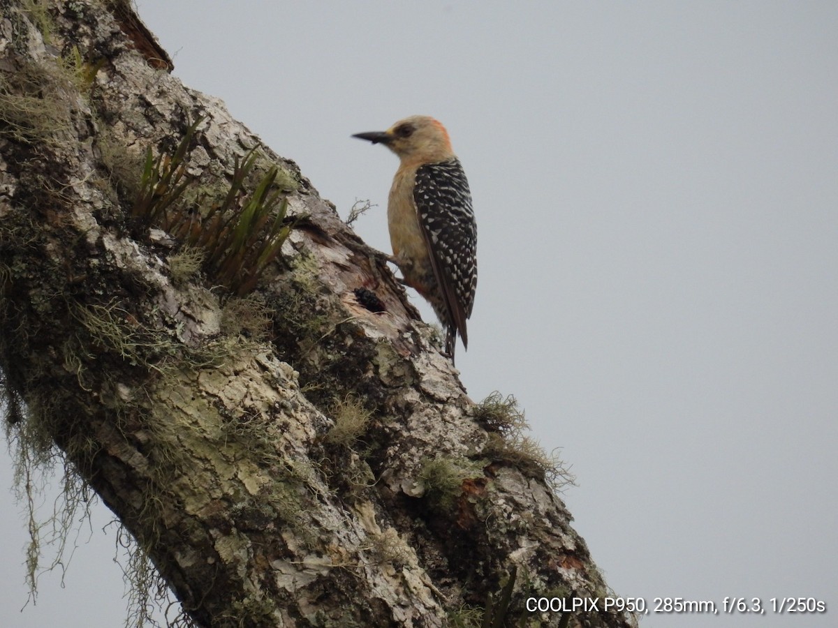 Red-crowned Woodpecker - ML618677434