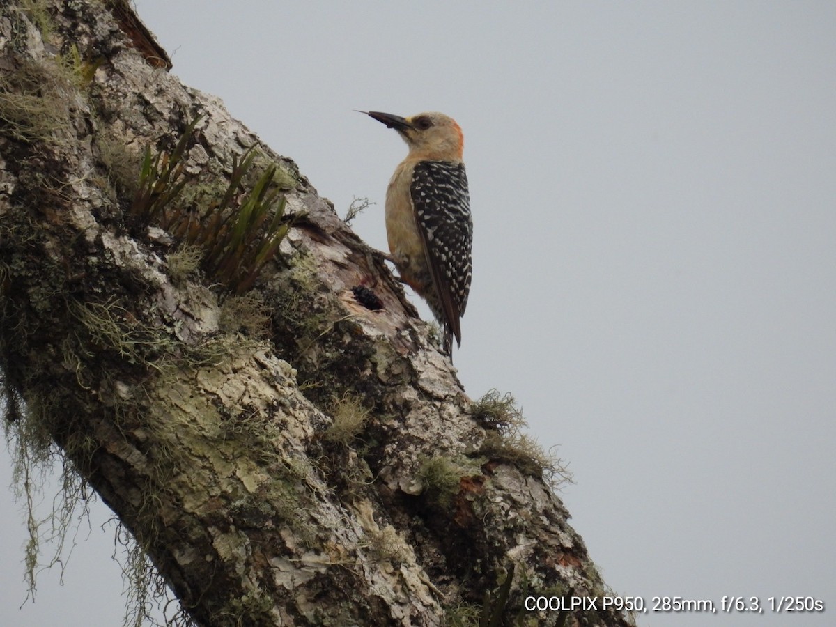 Red-crowned Woodpecker - ML618677435