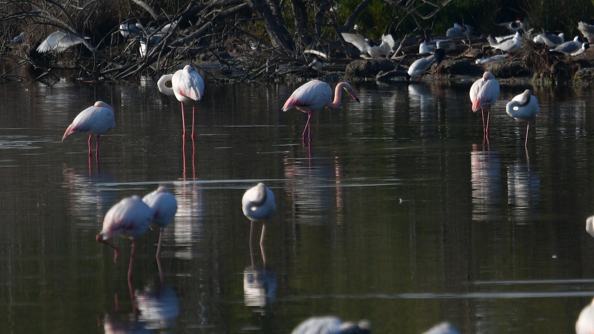 Greater Flamingo - ML618677441