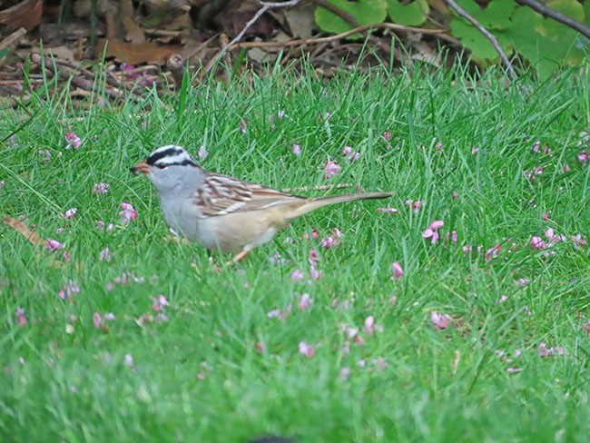 White-crowned Sparrow - ML618677468