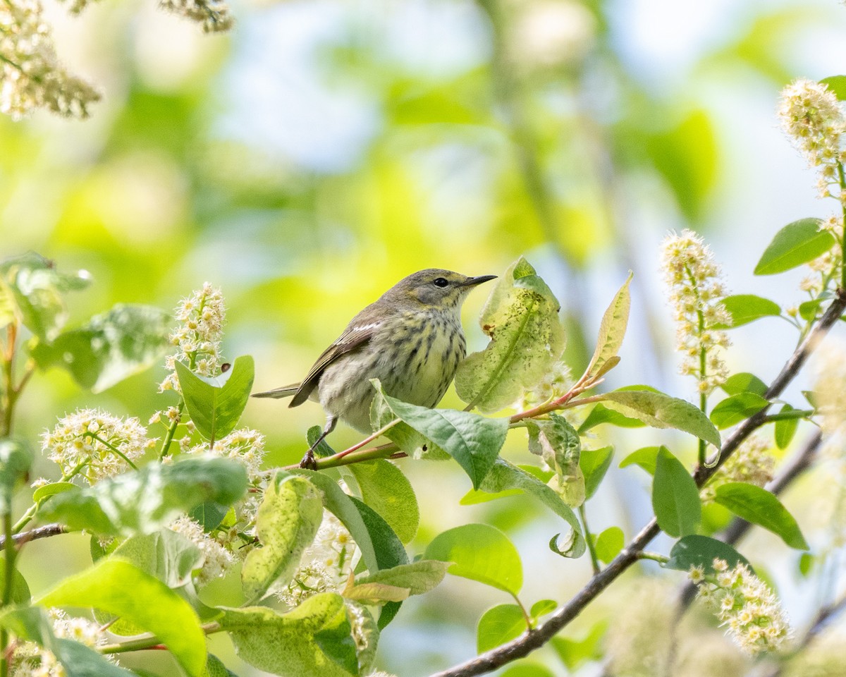 Cape May Warbler - ML618677491