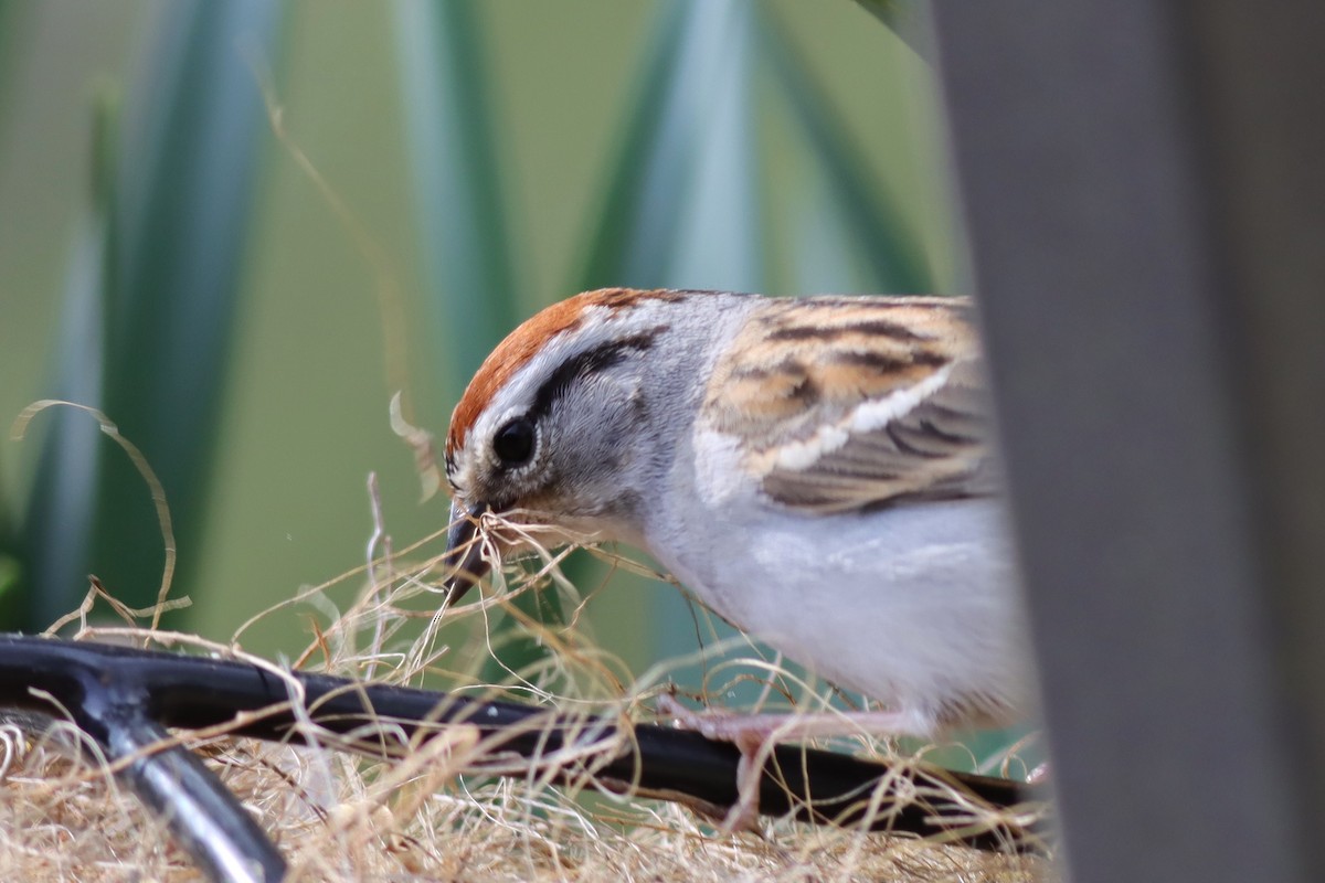 Chipping Sparrow - ML618677492