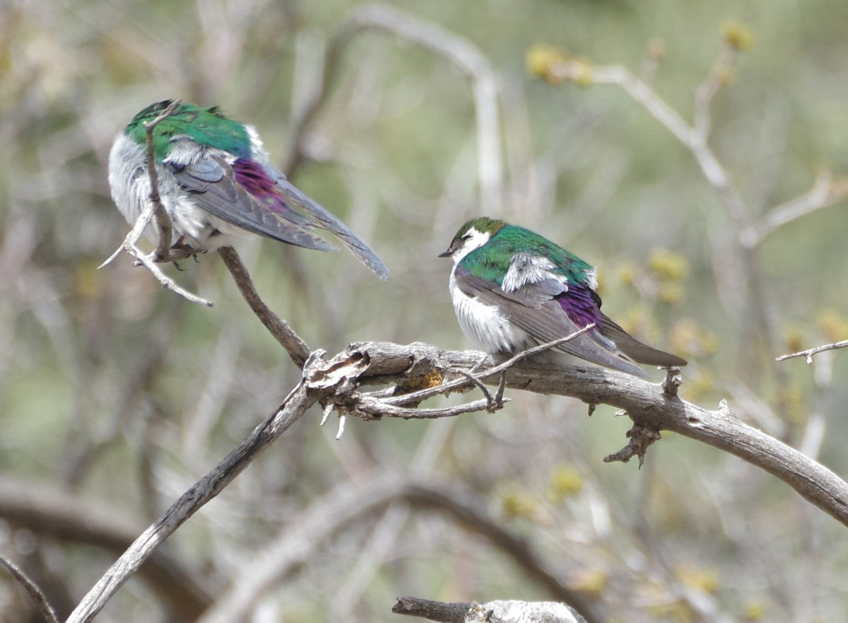 Violet-green Swallow - ML618677515