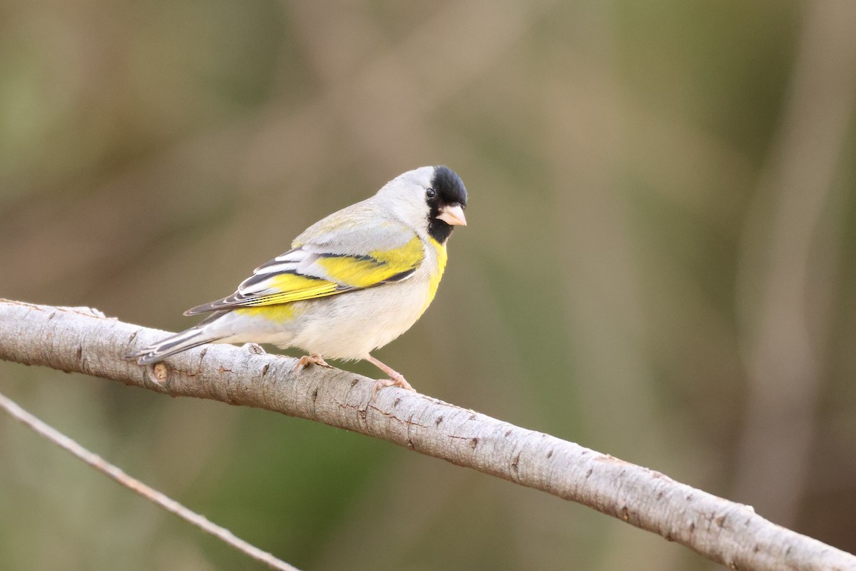Lawrence's Goldfinch - Millie and Peter Thomas