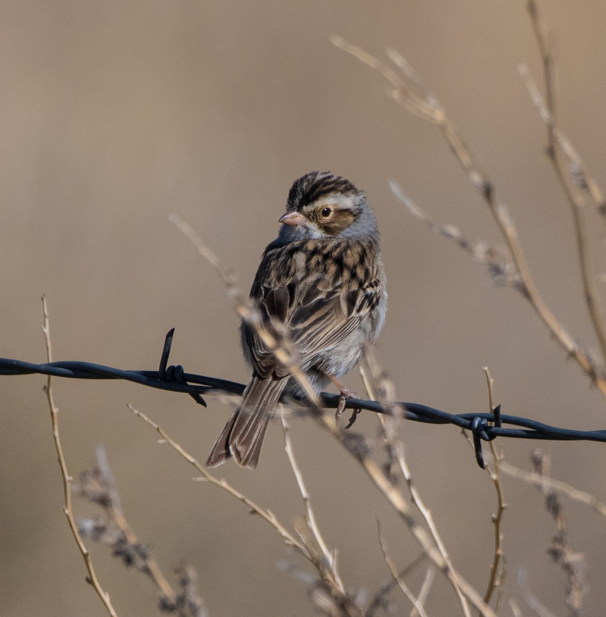 Clay-colored Sparrow - ML618677526