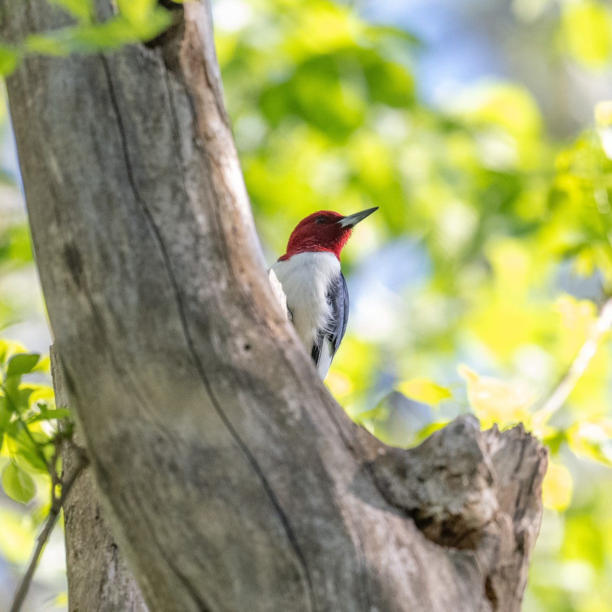 Red-headed Woodpecker - ML618677529