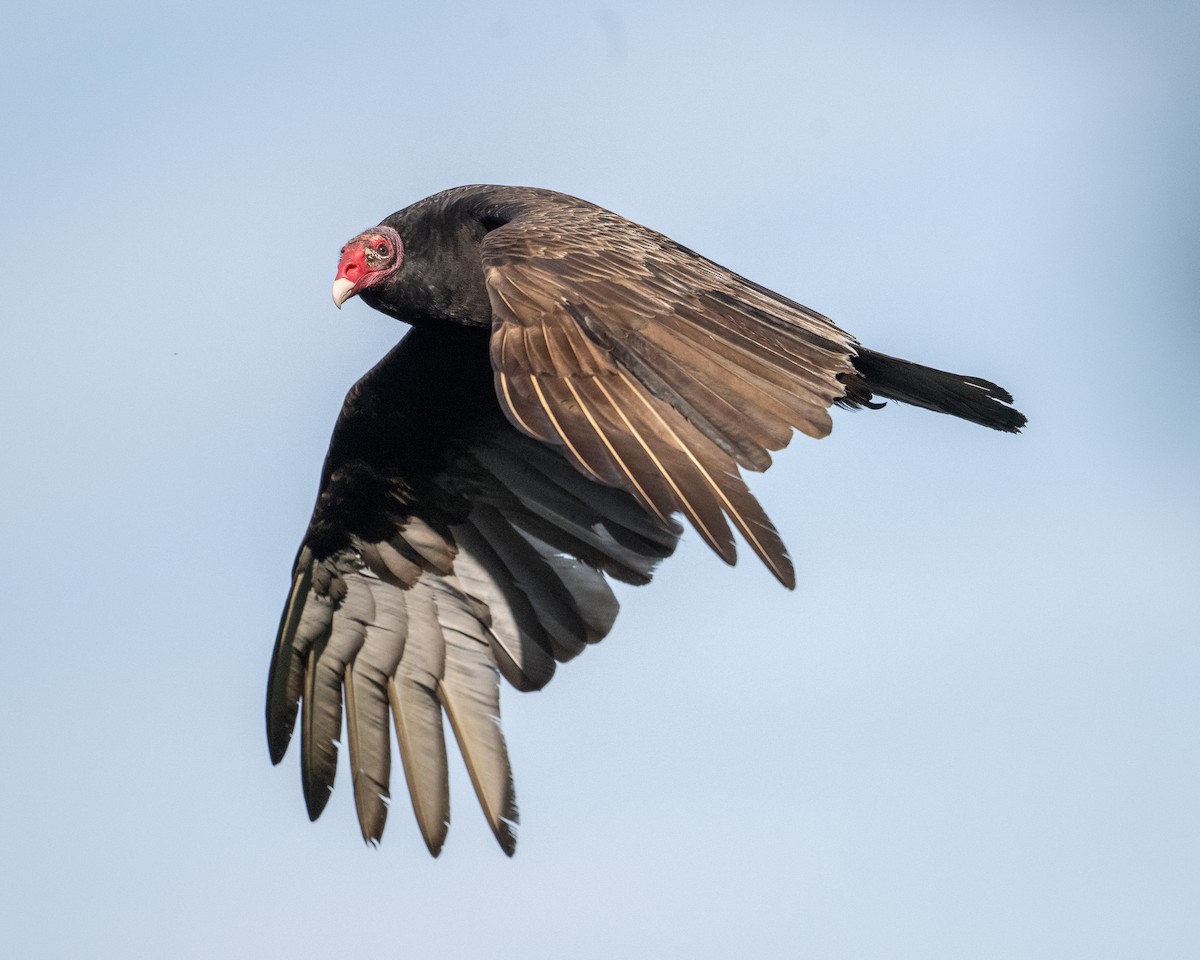 Turkey Vulture - ML618677547