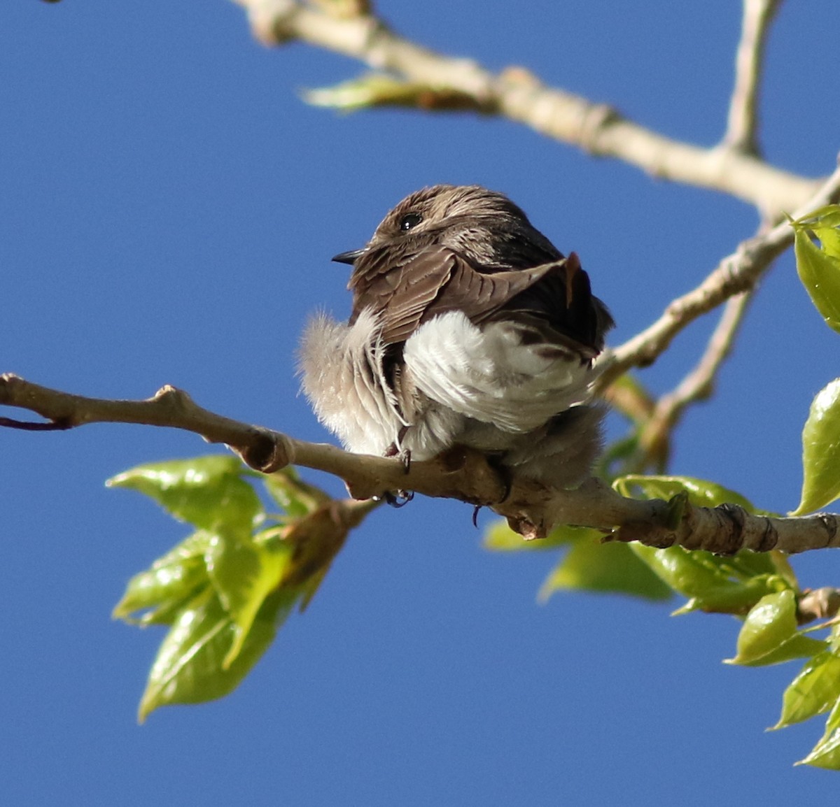 Northern Rough-winged Swallow - ML618677554