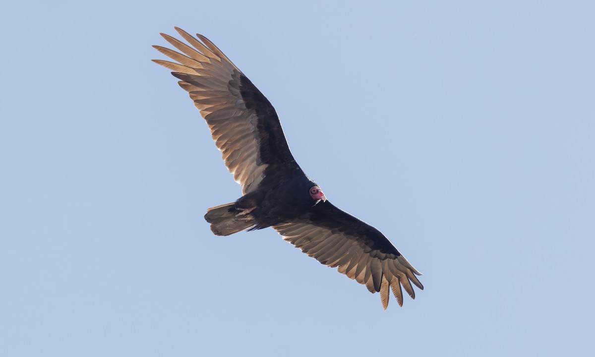 Turkey Vulture - ML618677557