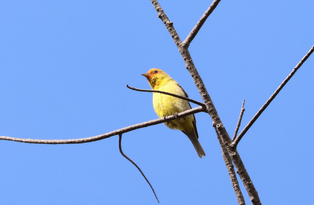 Western Tanager - Millie and Peter Thomas