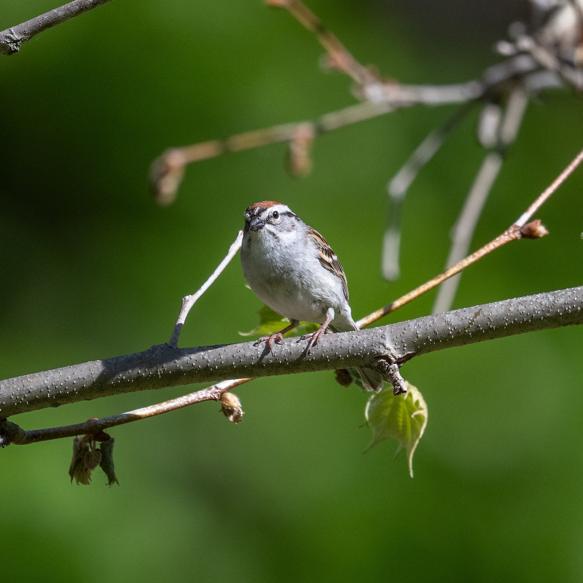 Chipping Sparrow - ML618677565